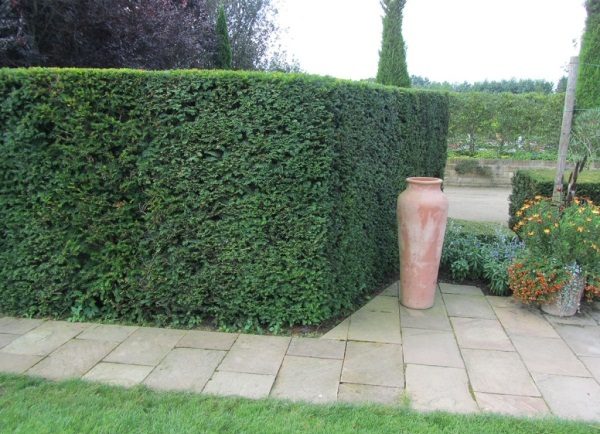  Yew hedge