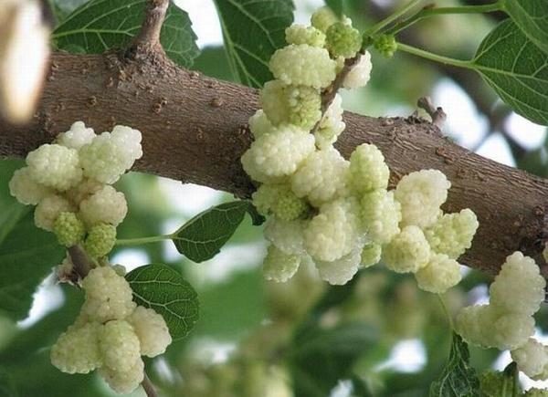  Mulberry doshab gjord av vita morbär frukter