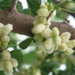  White mulberry