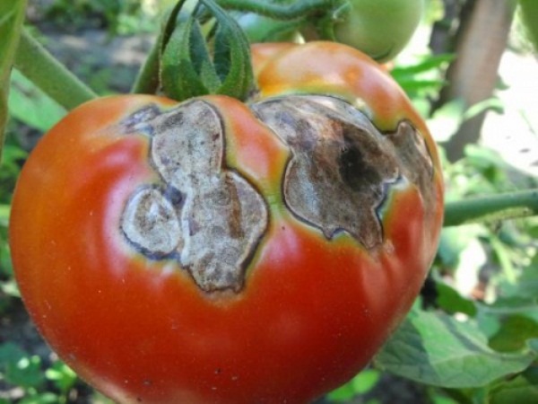  تعفن رمادي على الطماطم