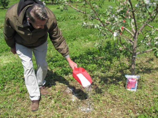  Fertilizați pomii fructiferi în primăvară și toamnă