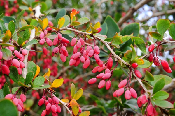  Botanisk beskrivning av barberry vanliga, användbara egenskaper, plantering och vård