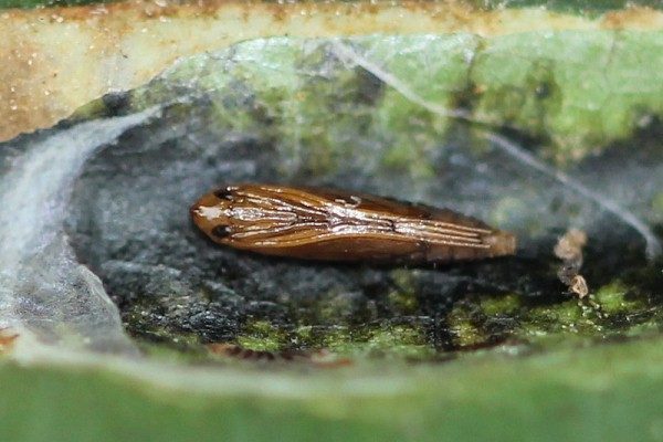  Larva de molie de minereu de castane