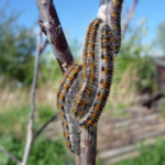  Caterpillar Hawthorn kayısı üzerinde