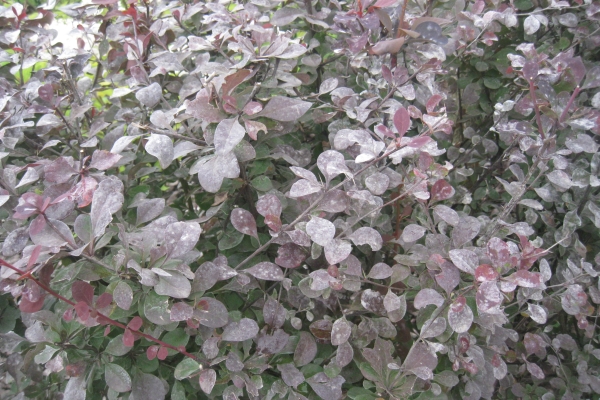  The main danger to the plant are rust, powdery mildew and barberry aphid.