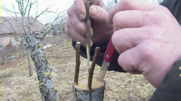  Grafting apricots over the bark