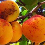  Ring pox pada buah aprikot