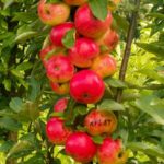  Colony Apple Arbat