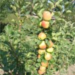  Kolonyalı elma ağacı Bolero