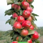  Kolombiyalı elma ağacı jin