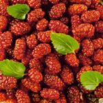  Red Mulberry