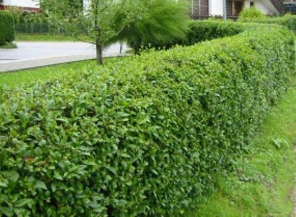  Viburnum hedge
