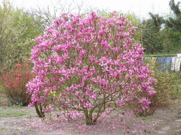  Magnolia dalam mekar
