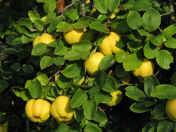  Arbusto de membrillo con frutas