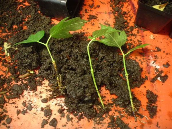 Viburnum seedlings