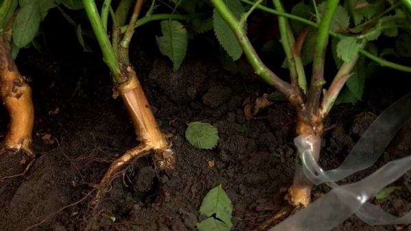 Butașul poate fi propagat nu numai prin semințe, ci și prin butași verzi, precum și prin straturi.