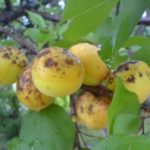  Rust on apricot fruit