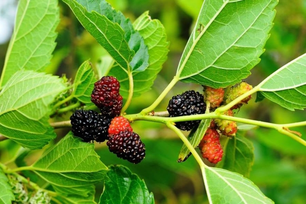  Mulberry: χαρακτηριστικά και ευεργετικές ιδιότητες των φύλλων και των καρπών