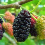  Black Mulberry