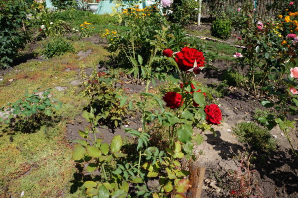  Rose roșie în grădină