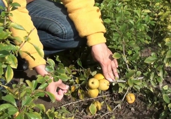  È possibile chinarsi a terra e strati orizzontali di prikopat di mela cotogna giapponese