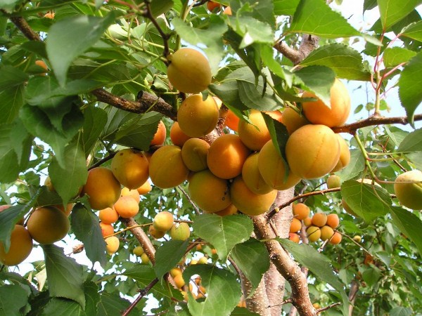  Frutos de albaricoque maduran en las ramas.