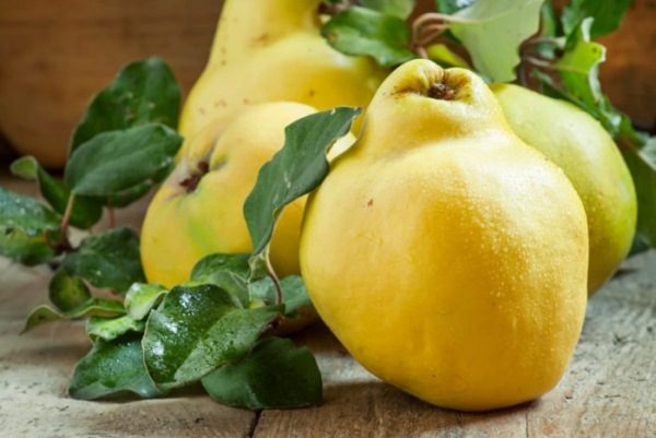  The positive effect of quince on the nervous system can turn into harm if its rate is exceeded
