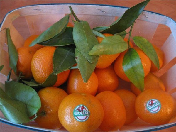  Uneori, mandarina este vândută cu o creangă care poate fi altoită sau înrădăcinată.