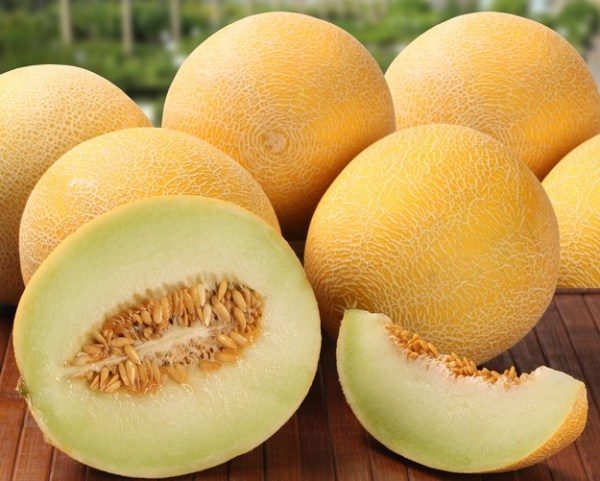  Dans un melon vert, la croûte est ferme et dans un melon mûr, elle se prête légèrement lorsqu'elle est pressée.