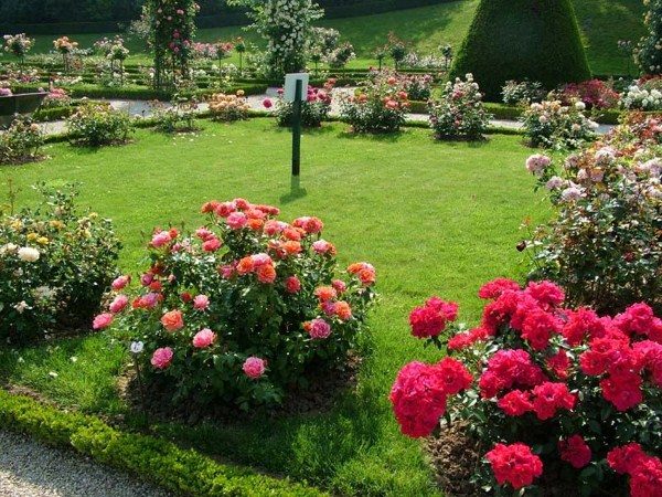  Ο κήπος του τριαντάφυλλου δημιουργείται με την εμφύτευση ενός τριαντάφυλλου σε ένα άγριο τριαντάφυλλο