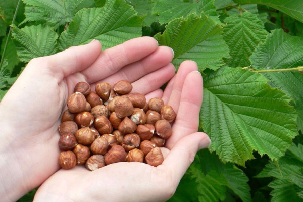  Hazelnut is able to satisfy hunger, prevents the occurrence of anemia, improves the functioning of the gastrointestinal tract and much more