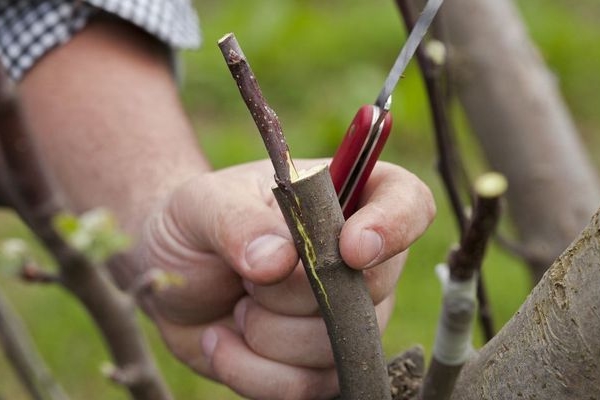  Cum și când este efectuată cultivarea pomilor fructiferi?