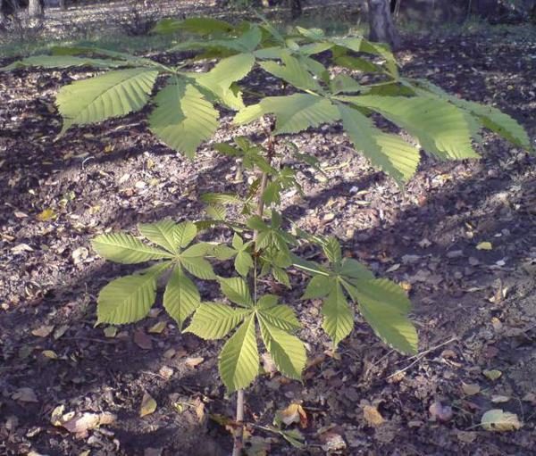  Horse chestnut planting depth - 5-7 cm