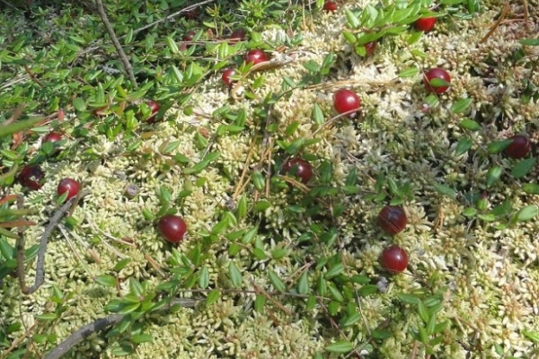  Pflege für Garten Cranberries ist reichlich Wasser, angesäuertes Wasser, Entfernung horizontaler Triebe.