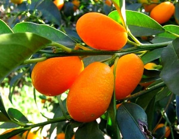  Kumquat - Mandarin chinezesc