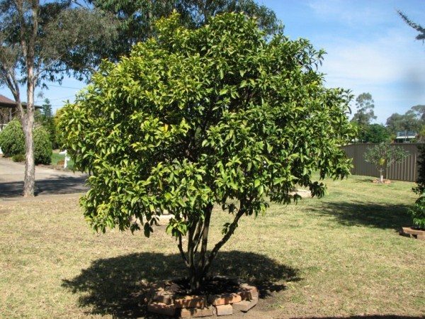  Kumquat - planta iubitoare de soare