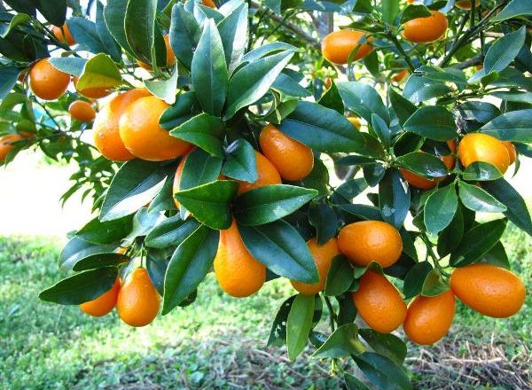  उष्णकटिबंधीय फल Kumquat