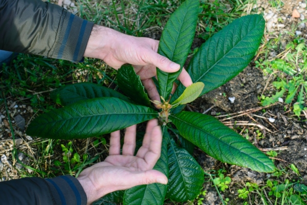  Before planting a loquat seedling, cut the leaves to half, dig a hole and place the plant there