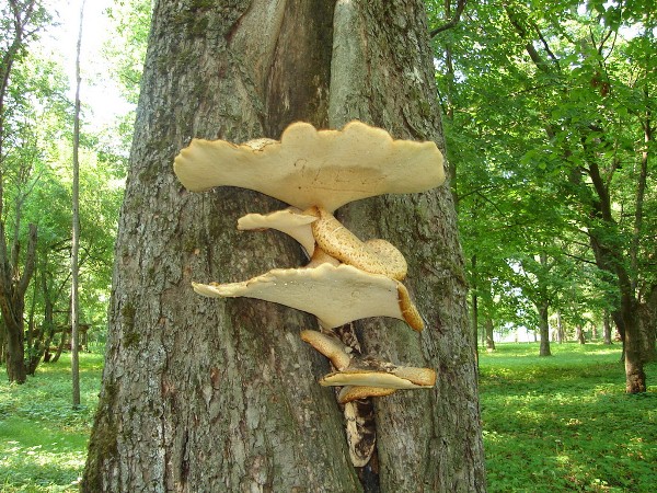  Ciuperci în copaci