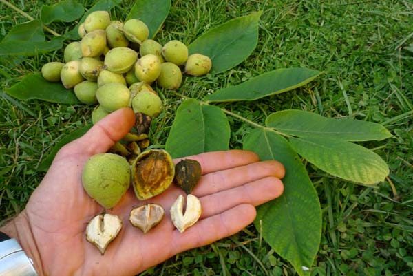  Manchurian nut in hand. Sizes of fruits