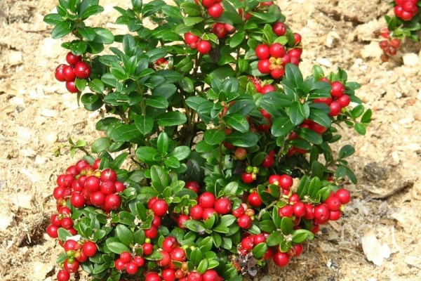  Cultiver des canneberges dans le jardin: caractéristiques de la plantation et des soins