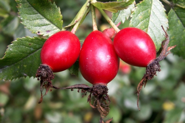  Rosa Mosqueta e seus frutos, raízes e sementes: propriedades úteis, uso, contra-indicações, receitas da medicina tradicional