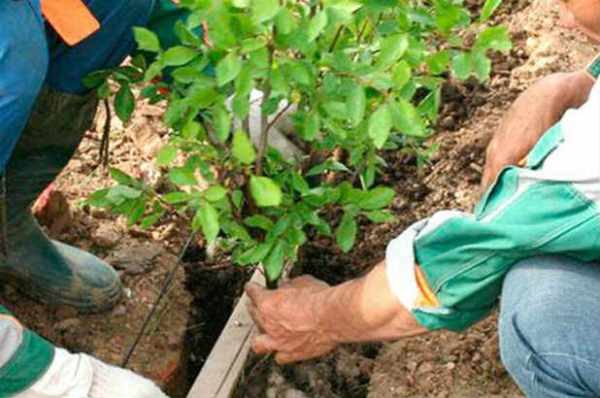  Frecvența plantării tufelor de afine depinde de soi