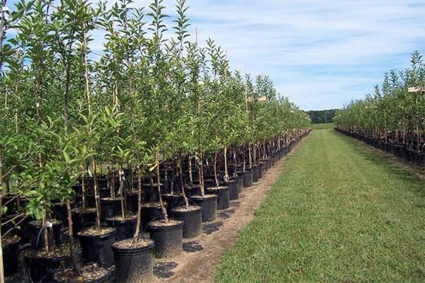  Saplings of fruit trees grown in a container