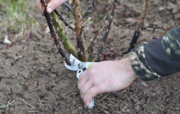  Au printemps et à l'automne, il est nécessaire de couper les branches sèches et abîmées d'une rose.