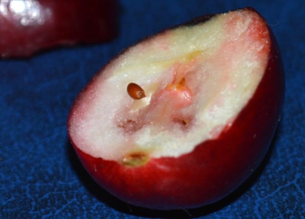  Für die Samenvermehrung nehmen Sie die reifen Cranberry-Früchte, zerkleinern Sie sie sanft und waschen Sie sie mit Wasser.Ausgewählte Samen werden sofort gepflanzt.