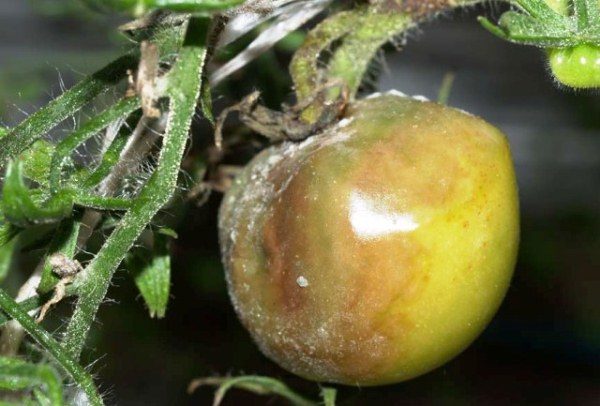  Доматени плодове и стъбла, засегнати от сив плесен