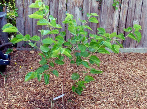  When buying a mulberry seedling, preference should be given to planting material grown in your region