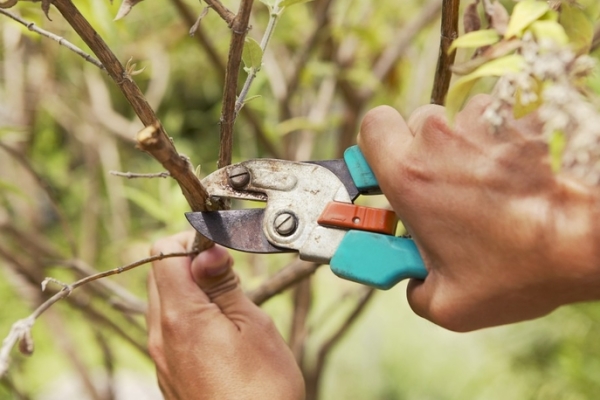  Tunderea pomilor fructiferi: de ce este necesar și când este efectuată?