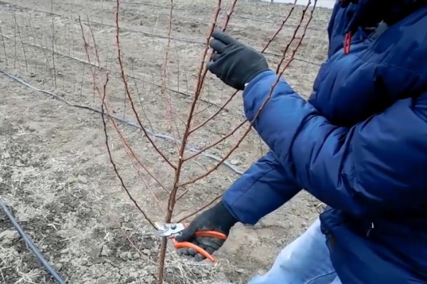 Im ersten Jahr werden Aprikosensetzlinge zu einem Ring geschnitten, so dass 80 bis 90 Zentimeter über dem Boden bleiben